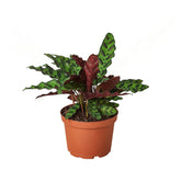 Calathea Rattlesnake indoor houseplant in nursery pot with patterned foliage