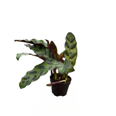 Calathea Rattlesnake plant 2 inch for terrariums
