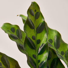 Close-up of Calathea Rattlesnake leaves with dark green markings