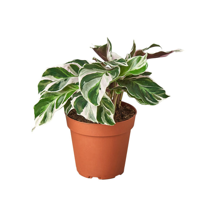 Calathea White Fusion peacock plant with green and white variegated leaves in nursery pot, tropical indoor houseplant curated by H Potter