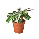 Calathea White Fusion peacock plant with green and white variegated leaves in nursery pot, tropical indoor houseplant curated by H Potter