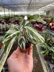 Calathea White Fusion plant held in greenhouse showing variegated foliage and compact growth
