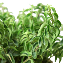 Close-up of curly lipstick plant foliage showing twisted green leaves and trailing growth