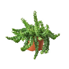 Curly lipstick plant with cascading vines and compact growth in nursery pot