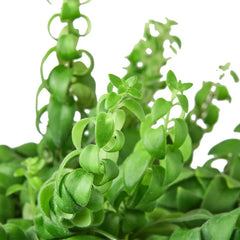 Foliage detail of curly lipstick plant with glossy curled leaves and trailing stems