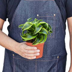 Small Dracaena Tornado dragon tree plant held in hands for size reference, compact indoor houseplant for desks and shelves