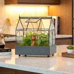 H Potter Wardian Case glass terrarium in kitchen with green plants