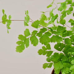 Close-up of maidenhair fern fronds showing delicate leaf structure