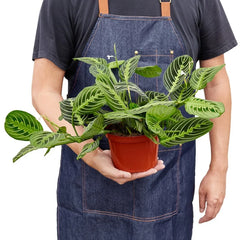 Maranta lemon lime prayer plant held by person showing size and foliage