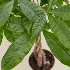 Close-up of braided trunk and green leaves of Pachira aquatica money tree plant