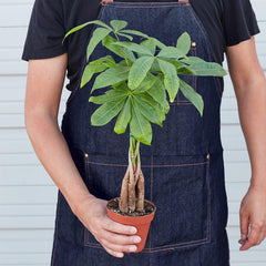 Braided money tree plant held in hands for size reference, compact indoor Pachira aquatica houseplant