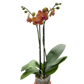 Orange Phalaenopsis moth orchid with vibrant blooms and glossy green leaves in clear pot, elegant indoor flowering plant curated by H Potter