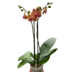 Orange Phalaenopsis moth orchid with vibrant blooms and glossy green leaves in clear pot, elegant indoor flowering plant curated by H Potter