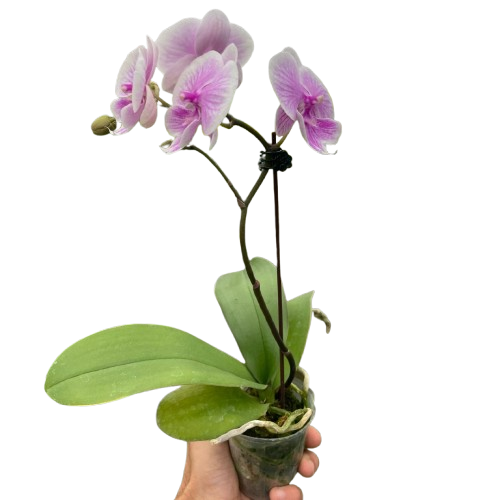 Light pink Phalaenopsis moon orchid with single flower spike in small clear pot, elegant indoor orchid plant curated by H Potter