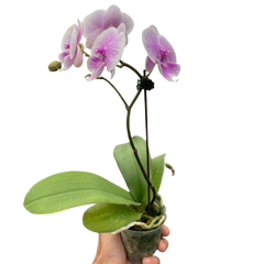 Light pink Phalaenopsis moon orchid with single flower spike in small clear pot, elegant indoor orchid plant curated by H Potter
