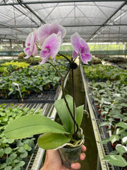 Light pink Phalaenopsis moon orchid plant in greenhouse setting showing single spike blooms and healthy foliage