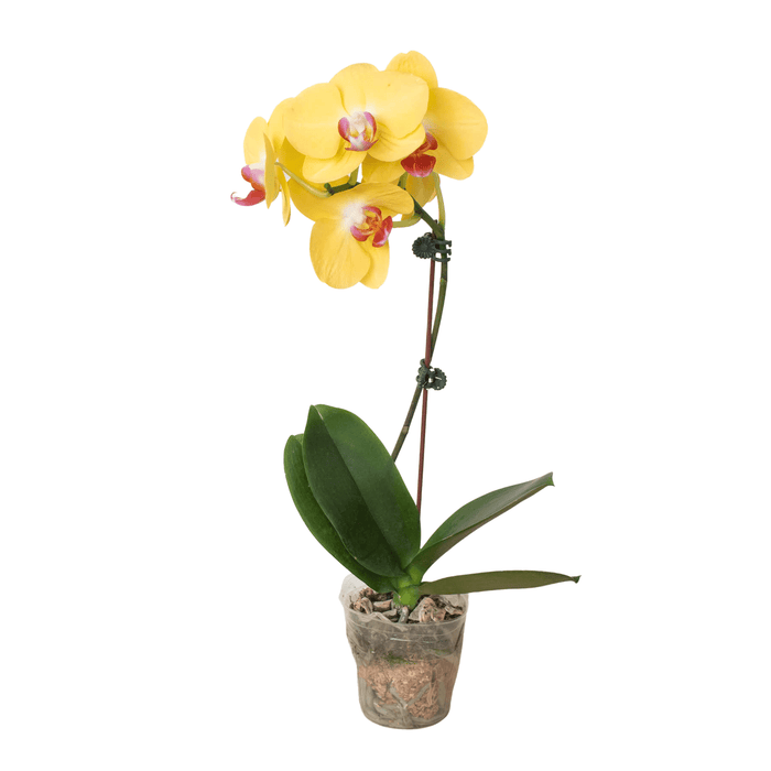 Yellow Phalaenopsis moth orchid with vibrant blooms and glossy green leaves in clear pot, elegant indoor flowering plant by H Potter