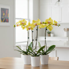 Three yellow Phalaenopsis orchids in white ceramic pots styled as a bundle on a kitchen table in a bright, modern home