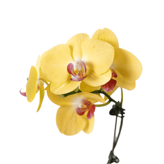 Close-up of yellow Phalaenopsis orchid blooms with pink centers