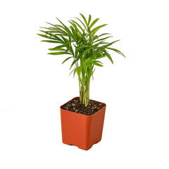 Small Chamaedorea elegans parlor palm in nursery pot, compact indoor palm plant
