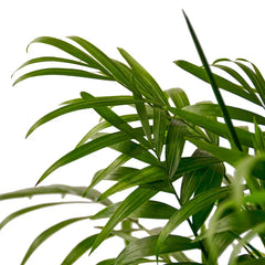 Close-up of parlor palm fronds showing slender green leaflets and tropical texture