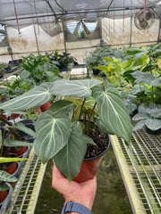 Philodendron gloriosum plant held in hand for size reference with velvety foliage and white veins