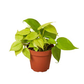 Philodendron Neon cordatum plant with bright chartreuse leaves in nursery pot, easy-care trailing indoor houseplant curated by H Potter