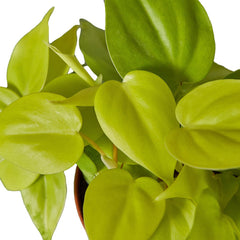 Close-up of Philodendron Neon leaves showing vibrant lime green heart-shaped foliage
