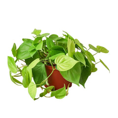 Trailing Philodendron Neon plant with bright chartreuse foliage in nursery pot
