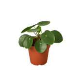 Pilea peperomioides Chinese money plant with round green leaves in nursery pot, modern indoor houseplant curated by H Potter