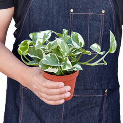 Pothos N’Joy plant held in hands for size reference, compact trailing indoor houseplant