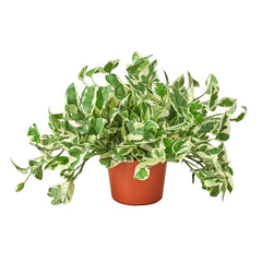 Trailing Pothos N’Joy plant with cascading variegated vines in nursery pot