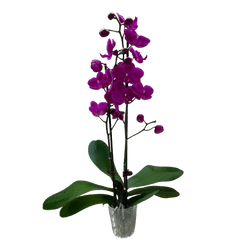 Purple Phalaenopsis orchid with double spike in a pot, curated by H Potter for elegant indoor plant styling