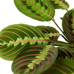 Close-up of red prayer plant leaves showing green foliage with red veins and decorative pattern