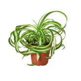 Spider Plant ‘Bonnie’ (Curly Chlorophytum) in a nursery pot with curly green-and-cream striped leaves