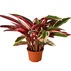 Stromanthe Triostar plant with pink, cream, and green variegated leaves in nursery pot, curated indoor houseplant by H Potter