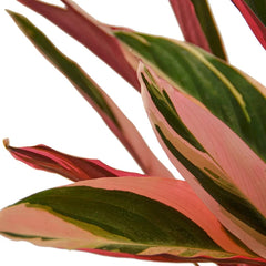 Close-up of Stromanthe Triostar leaves showing pink, cream, and green variegation with magenta undersides