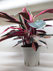 Magenta Triostar Stromanthe indoor plant in white pot with vibrant pink and green foliage for bright interior spaces