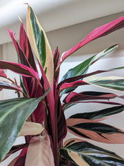 Stromanthe Triostar foliage detail with upright tropical leaves in shades of pink, burgundy, cream, and green