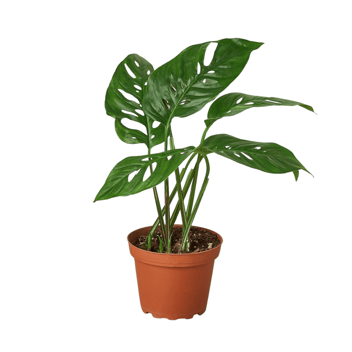 Monstera adansonii Swiss cheese vine in nursery pot with fenestrated leaves, trailing tropical indoor plant curated by H Potter
