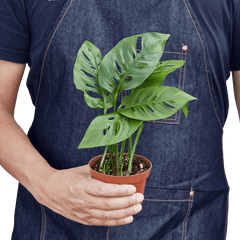 Monstera adansonii plant held in hands for size reference, compact trailing indoor plant