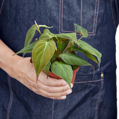 Velvet philodendron micans plant held in hands for size reference, trailing indoor houseplant