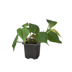 Velvet philodendron micans plant with soft green trailing leaves in nursery pot, tropical indoor houseplant curated by H Potter