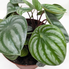 Watermelon peperomia leaf detail with bold silver bands and deep green striping, Peperomia argyreia