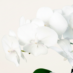 Close-up of white Phalaenopsis orchid blooms showing delicate petals and yellow centers