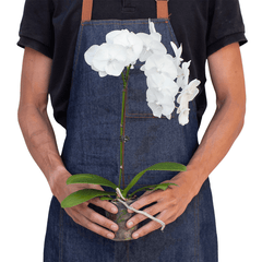 White Phalaenopsis moon orchid plant held in hands for size reference, elegant indoor orchid gift plant