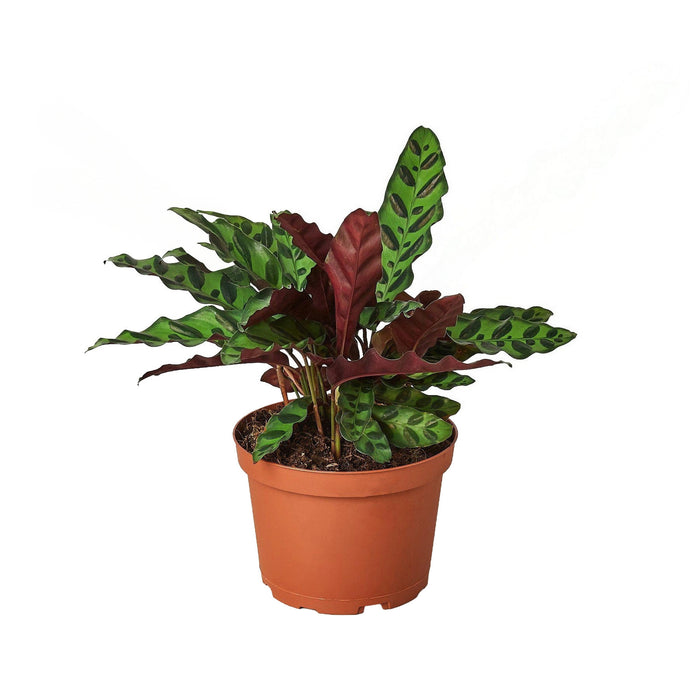 Calathea Rattlesnake indoor houseplant in nursery pot with patterned foliage