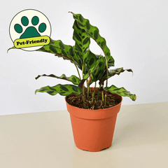 Calathea Rattlesnake plant in nursery pot styled for indoor display