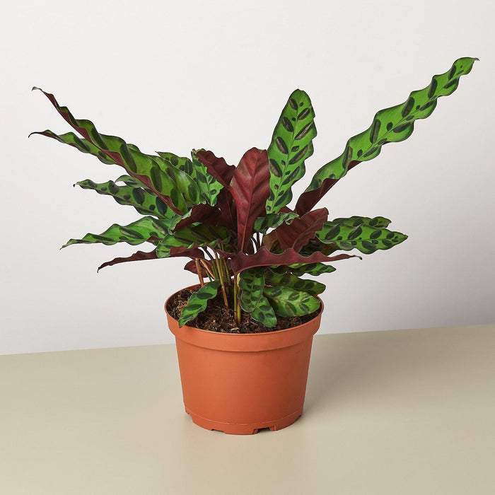 Calathea Rattlesnake houseplant styled indoors on tabletop