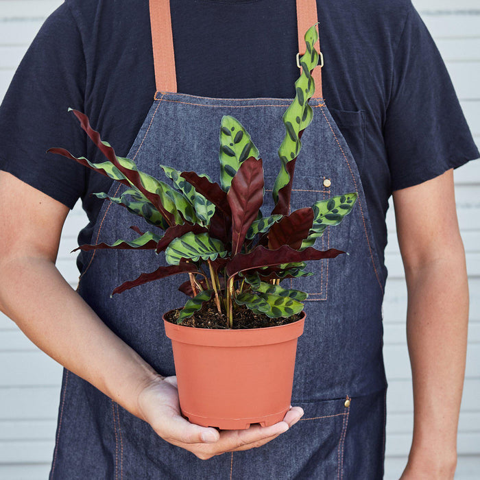 Calathea Rattlesnake plant held for size reference